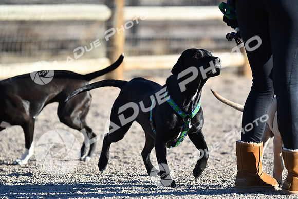 210118_SpringCanyonDogPark214