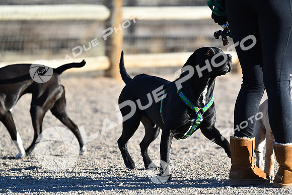 210118_SpringCanyonDogPark215