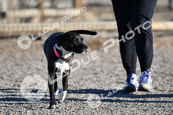 210118_SpringCanyonDogPark216