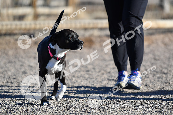 210118_SpringCanyonDogPark217