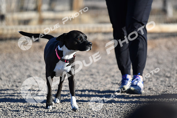 210118_SpringCanyonDogPark218