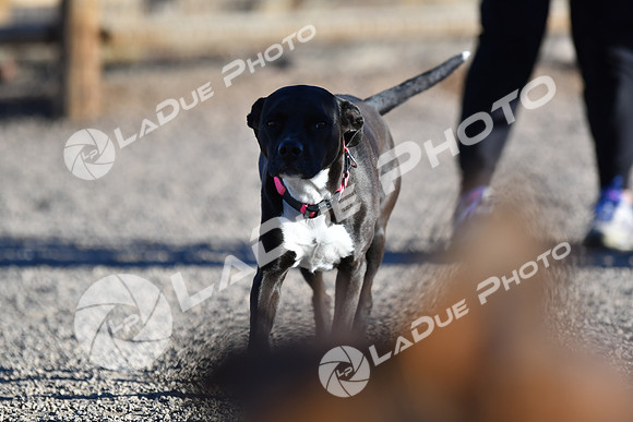 210118_SpringCanyonDogPark219