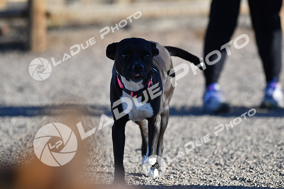 210118_SpringCanyonDogPark220