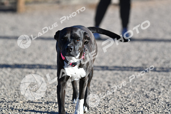 210118_SpringCanyonDogPark221