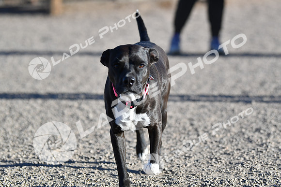 210118_SpringCanyonDogPark222