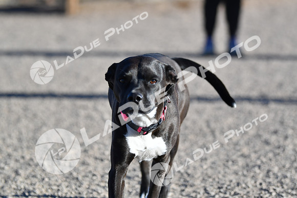 210118_SpringCanyonDogPark223