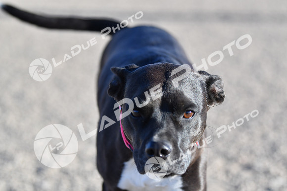 210118_SpringCanyonDogPark224