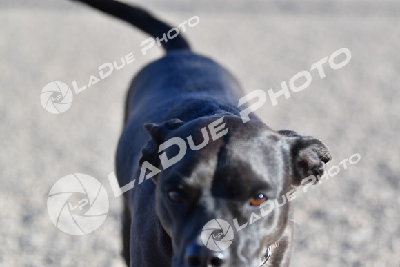 210118_SpringCanyonDogPark225