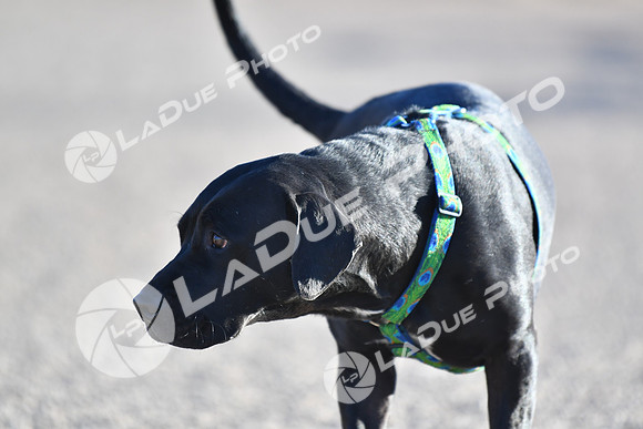 210118_SpringCanyonDogPark226