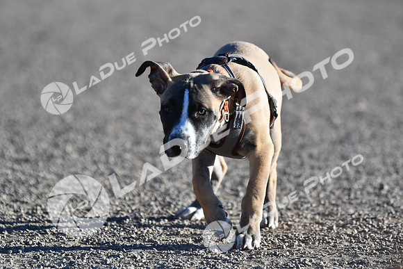210118_SpringCanyonDogPark227