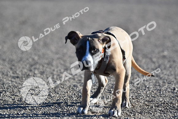 210118_SpringCanyonDogPark228