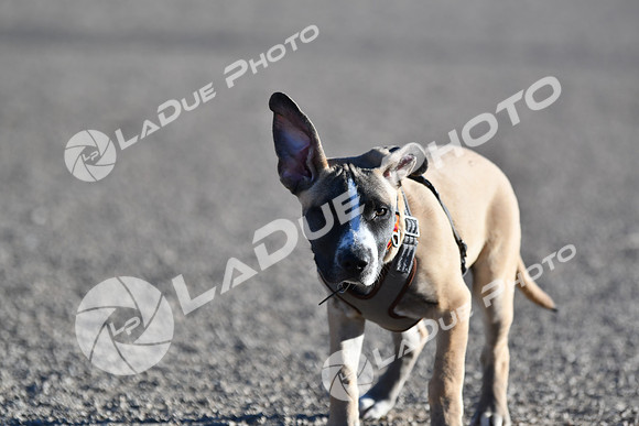 210118_SpringCanyonDogPark229