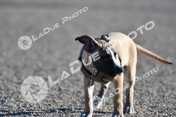 210118_SpringCanyonDogPark230