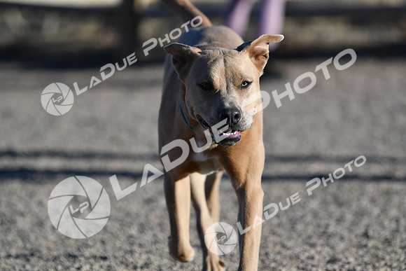 210118_SpringCanyonDogPark231