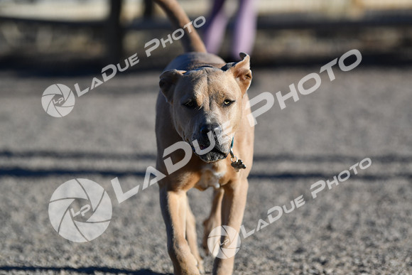 210118_SpringCanyonDogPark232