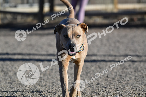 210118_SpringCanyonDogPark233