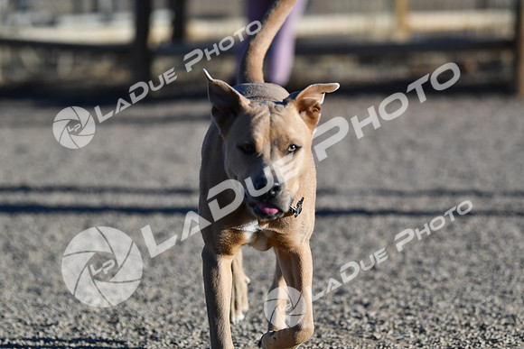 210118_SpringCanyonDogPark234