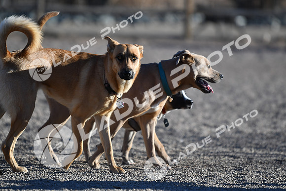210118_SpringCanyonDogPark235