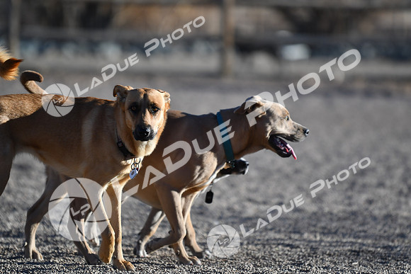 210118_SpringCanyonDogPark236