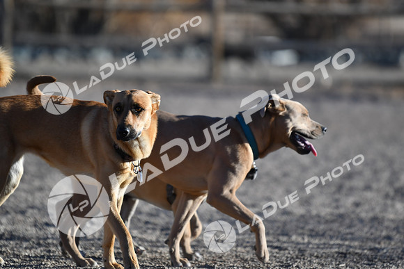 210118_SpringCanyonDogPark237