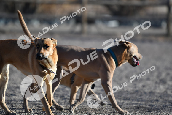 210118_SpringCanyonDogPark238