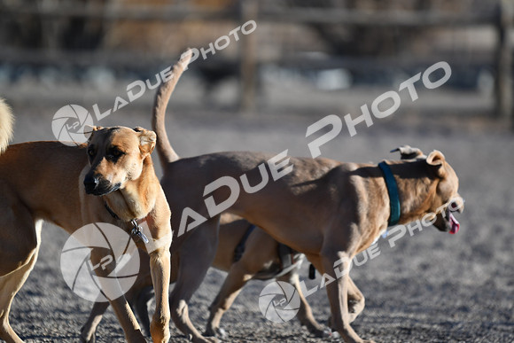 210118_SpringCanyonDogPark239