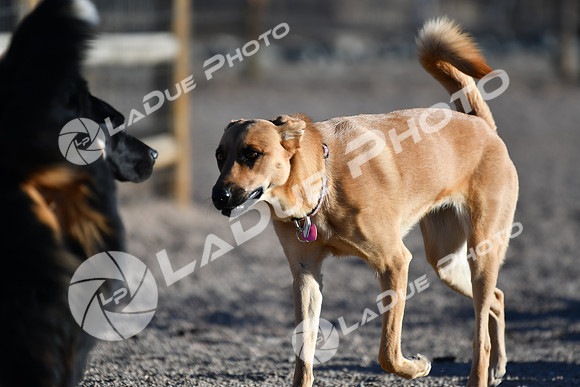 210118_SpringCanyonDogPark240