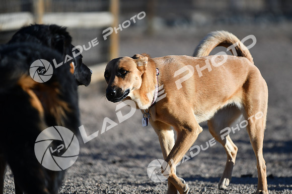 210118_SpringCanyonDogPark241