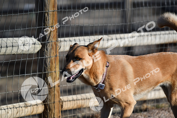 210118_SpringCanyonDogPark242