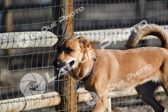 210118_SpringCanyonDogPark243