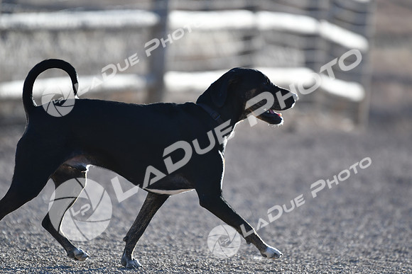 210118_SpringCanyonDogPark244