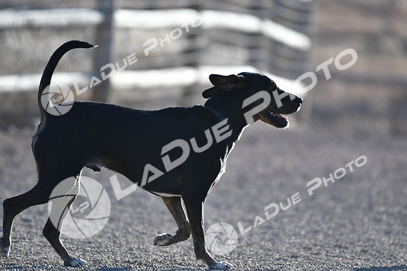 210118_SpringCanyonDogPark245