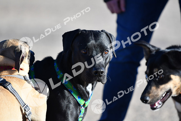 210118_SpringCanyonDogPark246