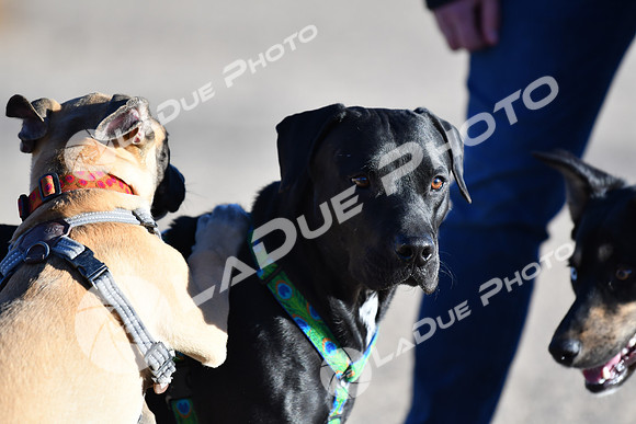 210118_SpringCanyonDogPark247