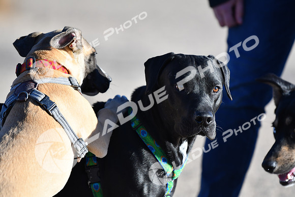 210118_SpringCanyonDogPark248