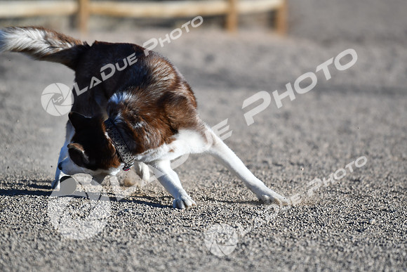 210118_SpringCanyonDogPark249