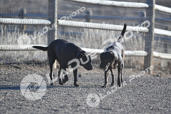 210118_SpringCanyonDogPark250